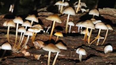 How the magic of mushrooms inspired magical science writing about ecology