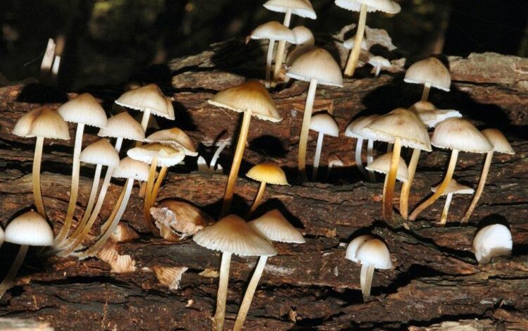 How the magic of mushrooms inspired magical science writing about ecology How the magic of mushrooms inspired magical science writing about ecology