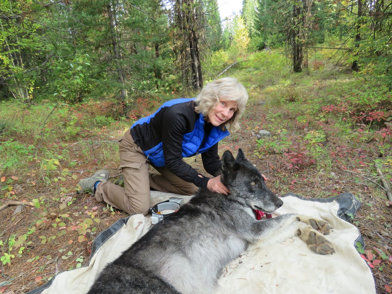 A woman in the woods with a subdued wolf